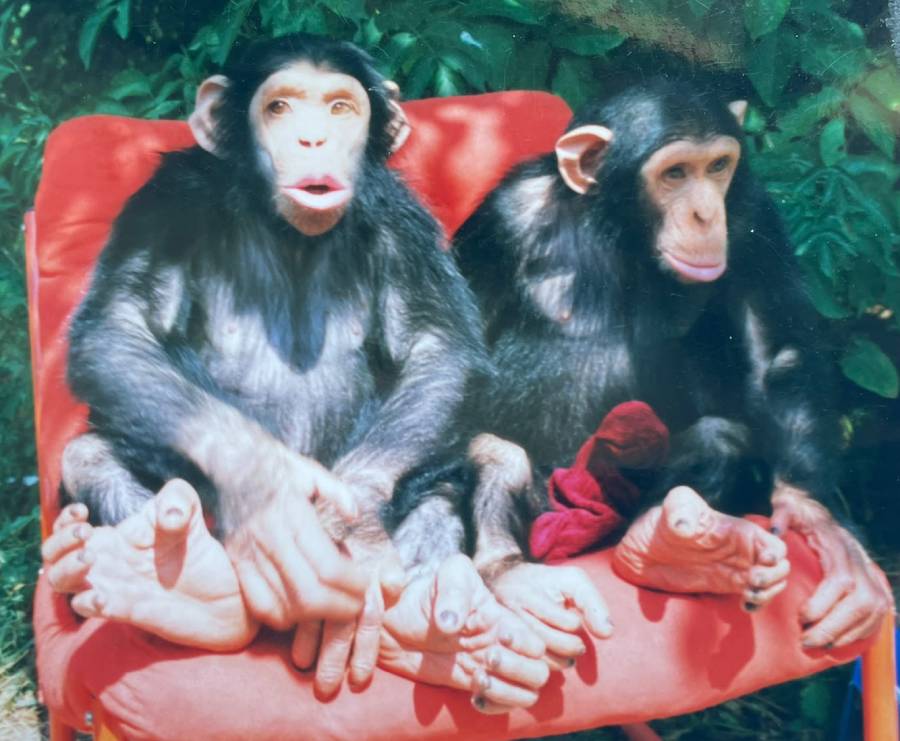 Two young chimpanzees sitting on red chairs.