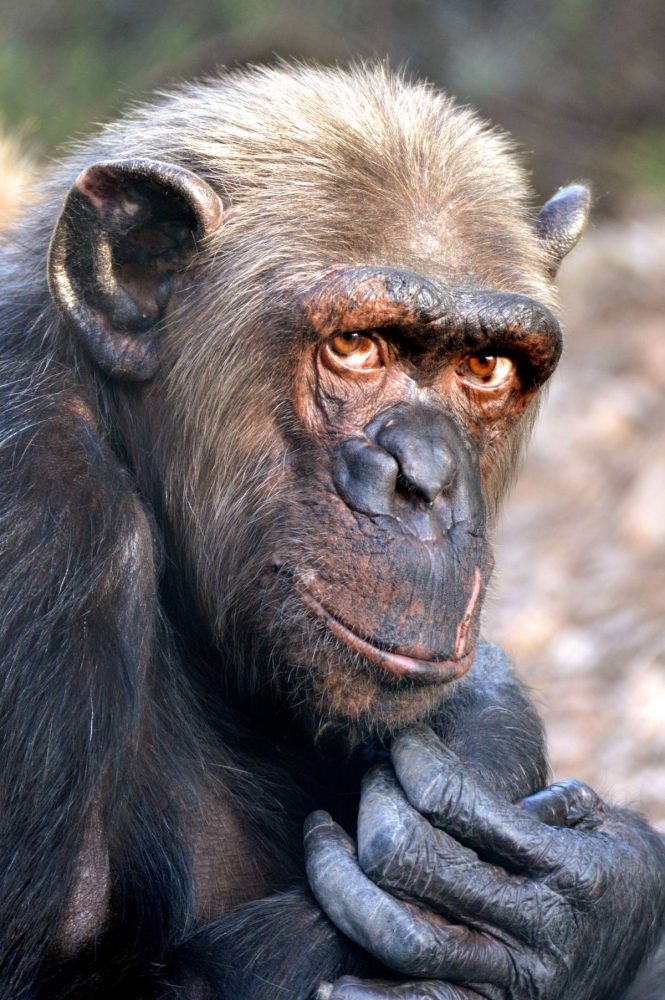 Chimpanzee looking into the camera.