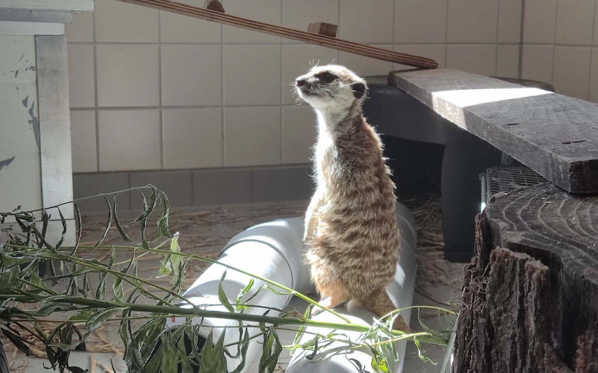 Suricate standing on a log in its enclosure