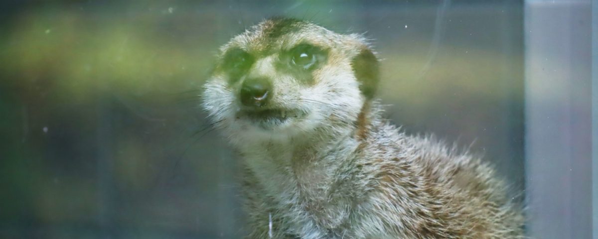 Suricate looking out of a window.