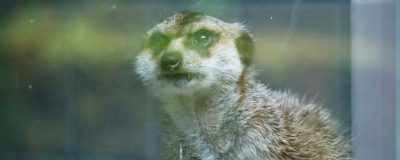 Suricate looking out of a window.