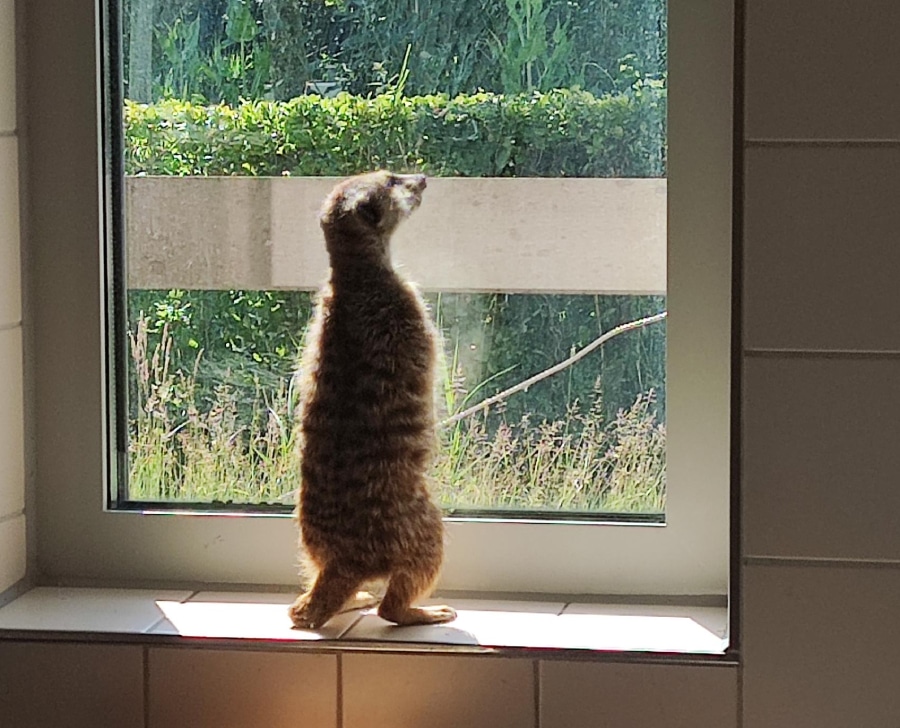 Suricate standing in front of a window, looking outside.