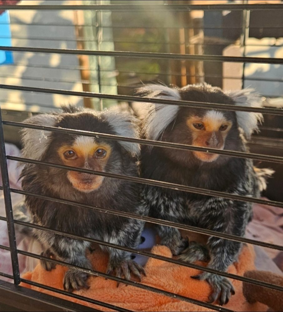 Two common marmosets in a cage.