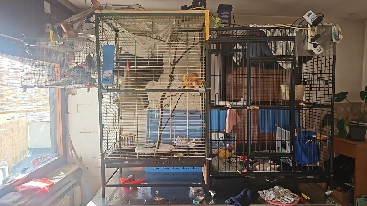 A room with cages in it for two common marmosets.