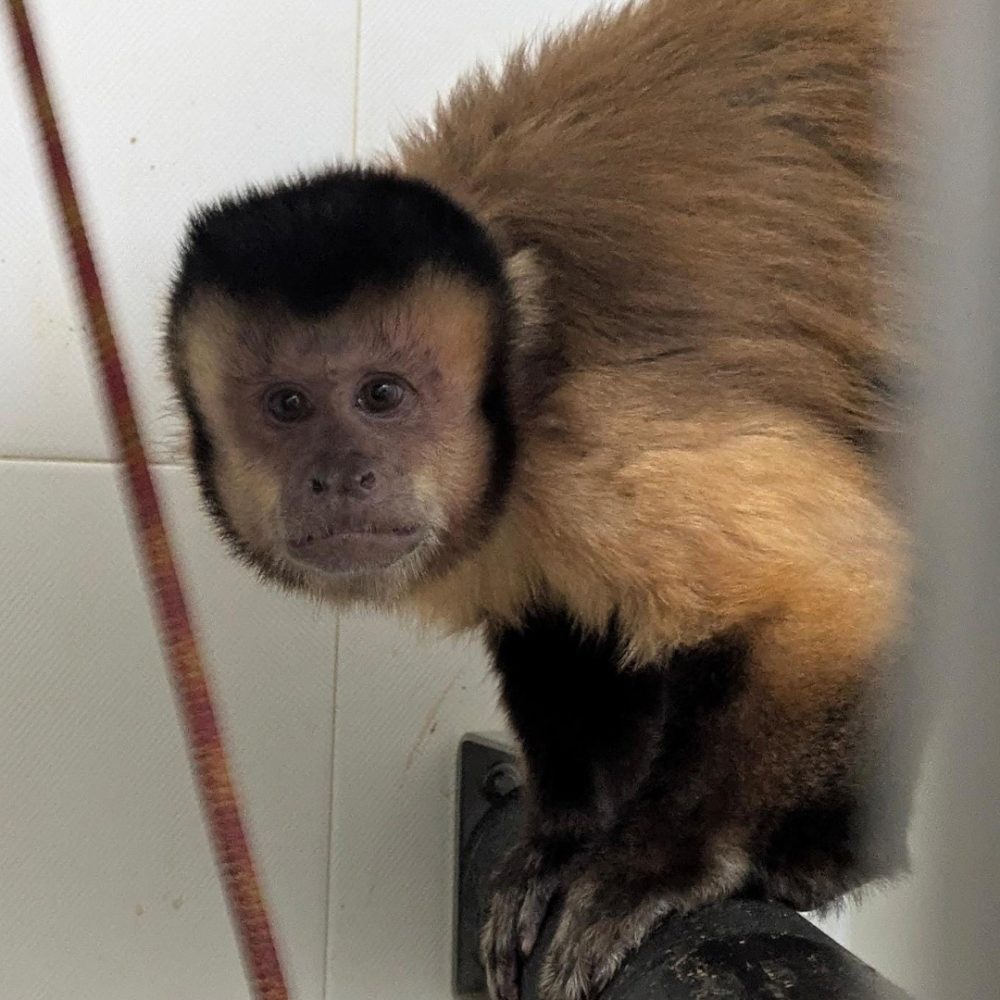 Black-capped capuchin looking into the camera.