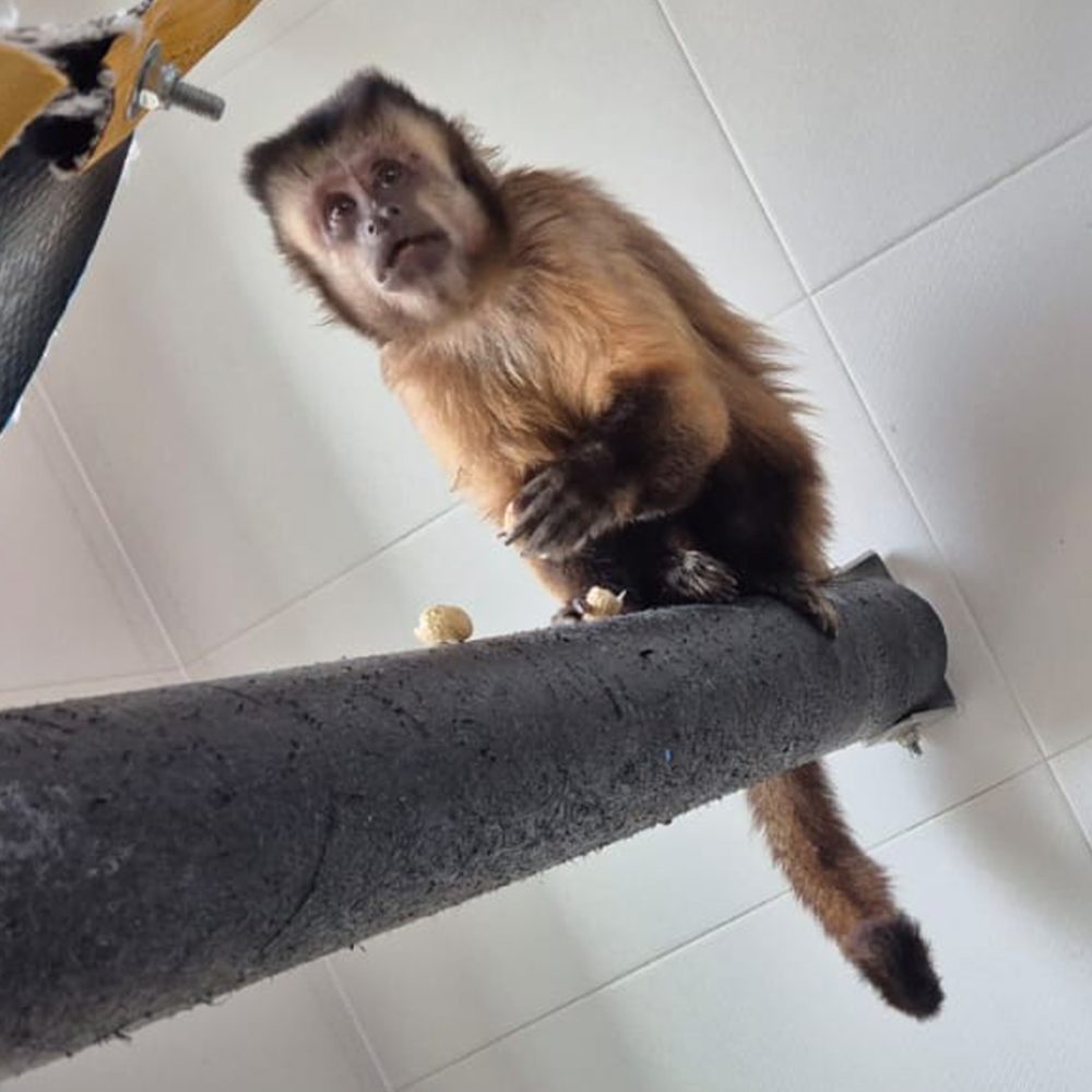 Black-capped capuchin sits on a beam and holds a piece of food.