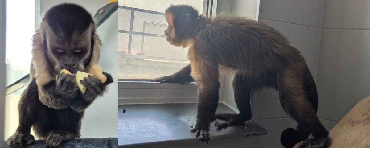 Two black-capped capuchins sitting, eating fruit and looking out of the window.