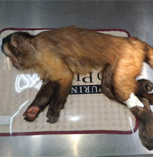 A black-capped capuchin laying on its side on a veterinary table.