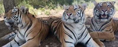Three tigers laying next to each other