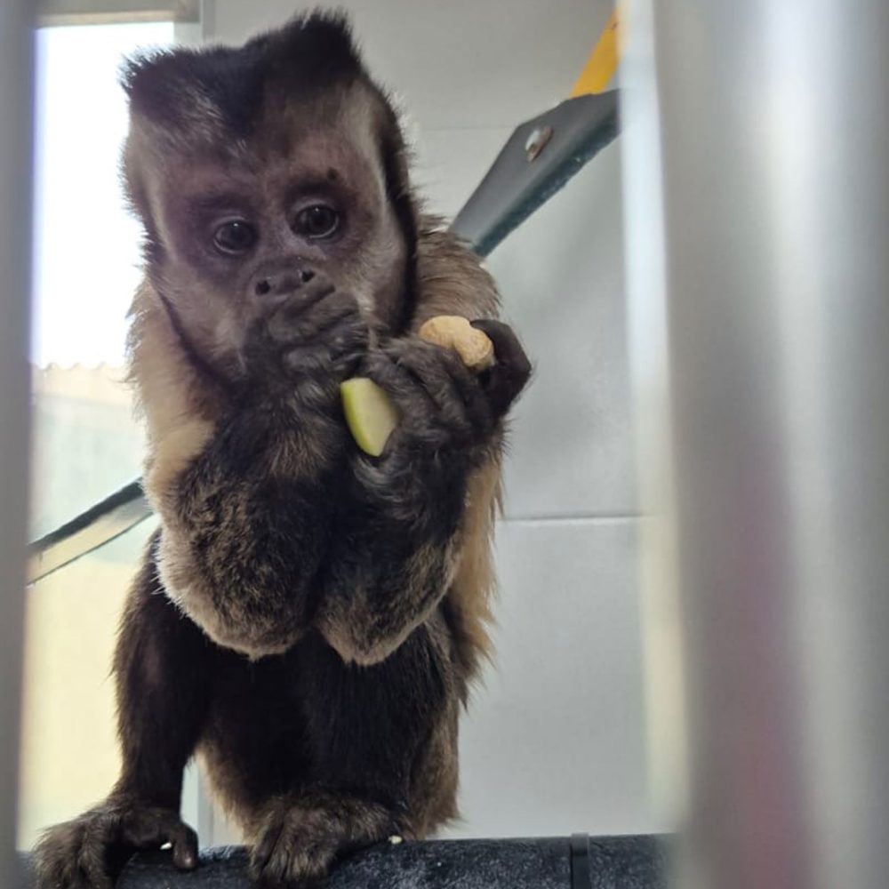 Black-capped capuchin holds a bit of food.