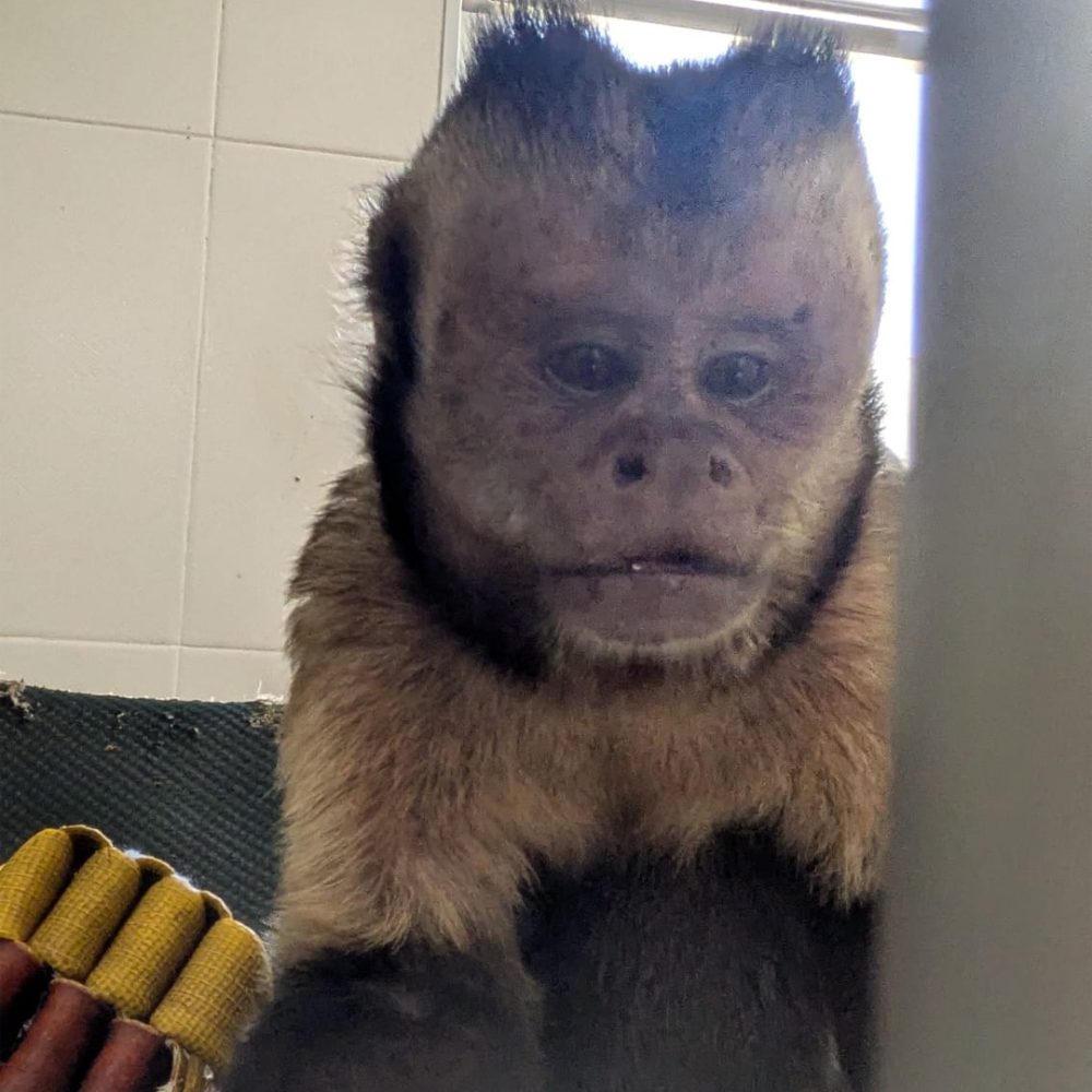 Black-capped capuchin