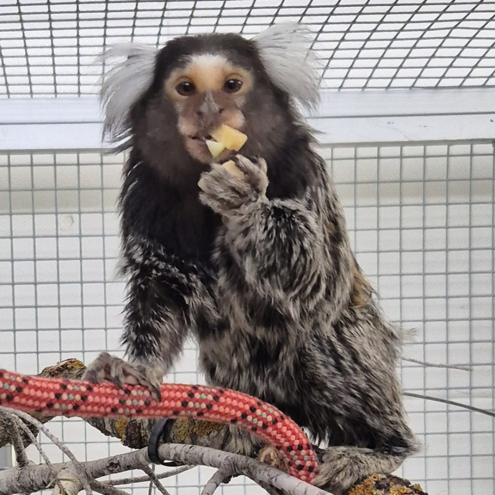 Common marmoset sitting on a rope and eating food, looking into the camera.
