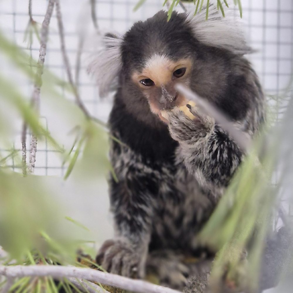 Common marmoset sitting on a branch and eating food.