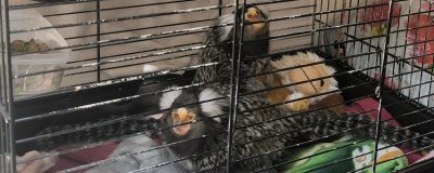 Two common marmosets in a small cage.