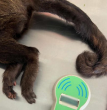 Tail of a black-capped capuchin