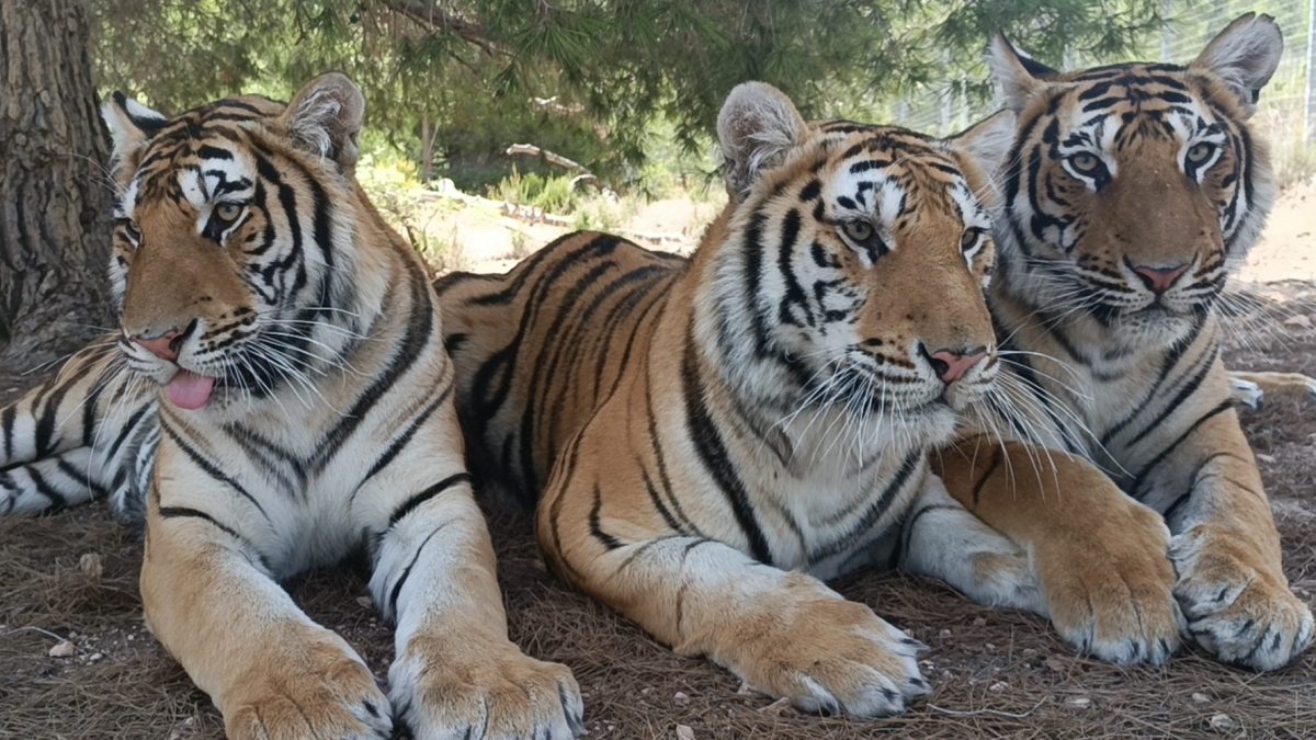 Three young tigers laying down.