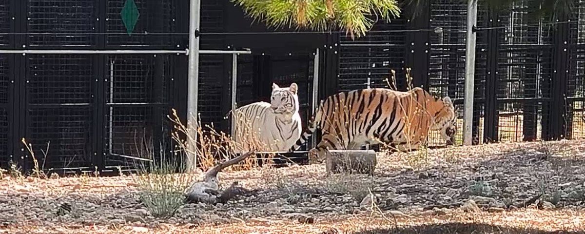 Two tigers stepping through a fence onto sand.