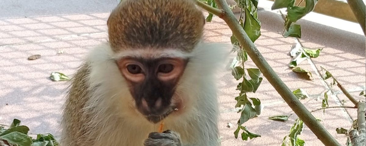 Grivet monkey