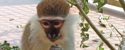 Grivet monkey