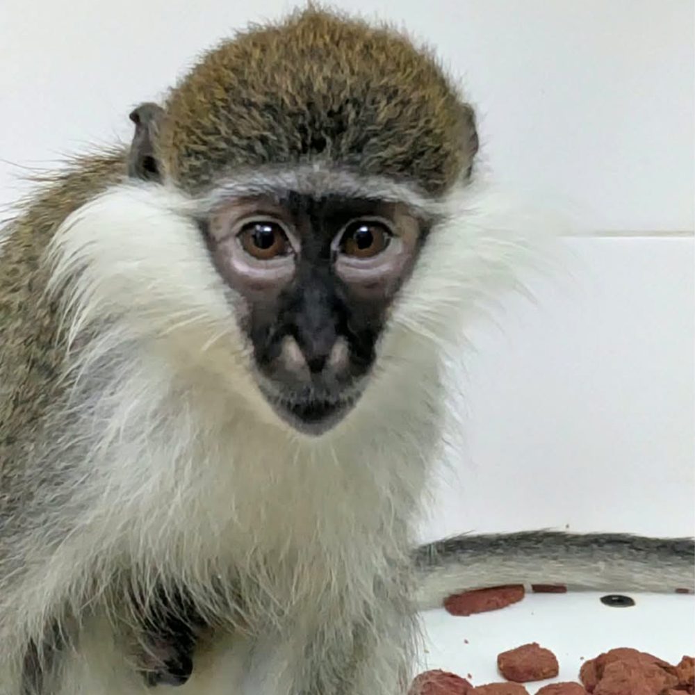 Grivet monkey with pellets in the background.