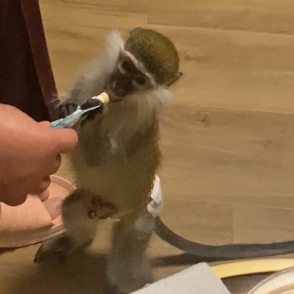 Baby grivet monkey being fed.