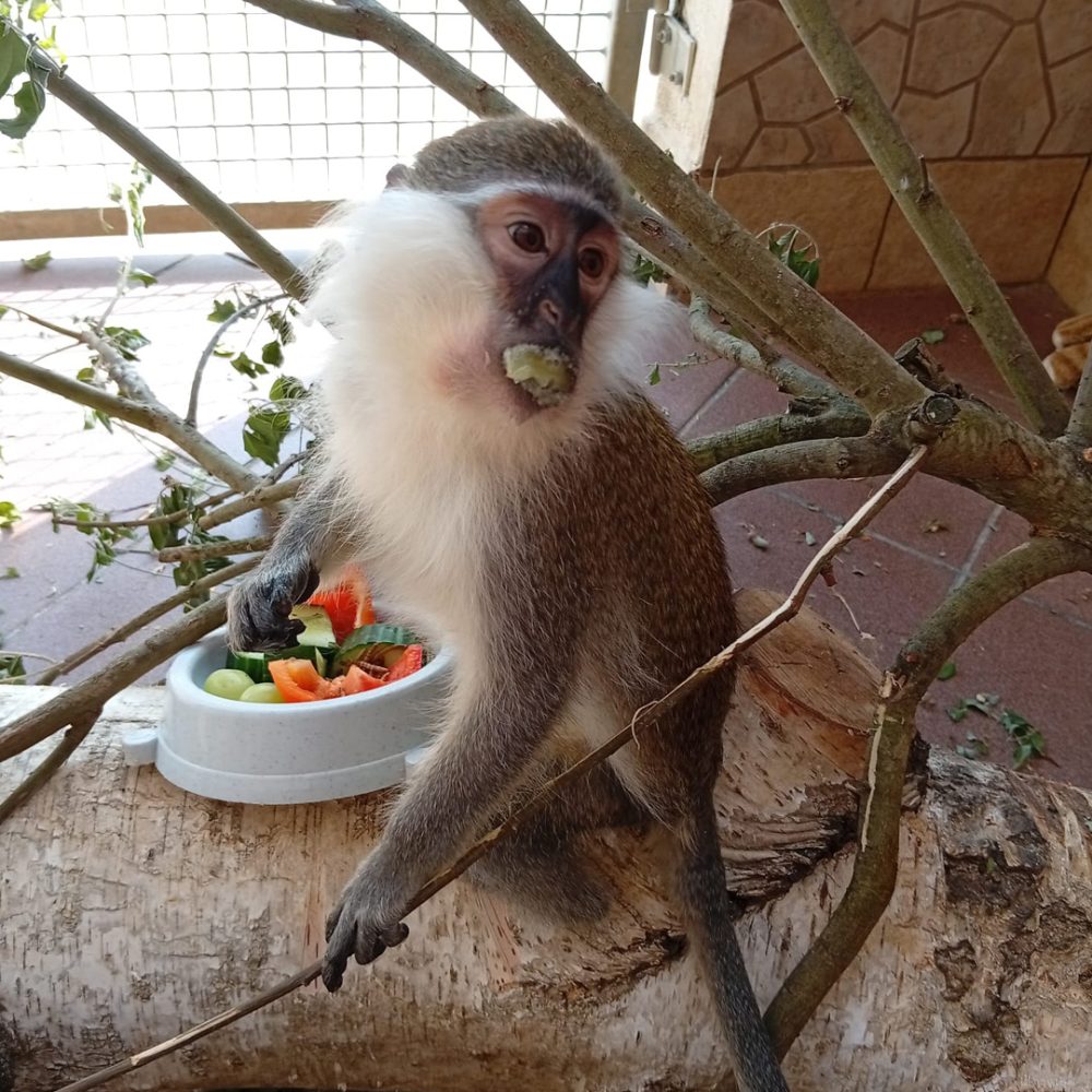 Grivet monkey sitting on a tile floor, eating fruit.