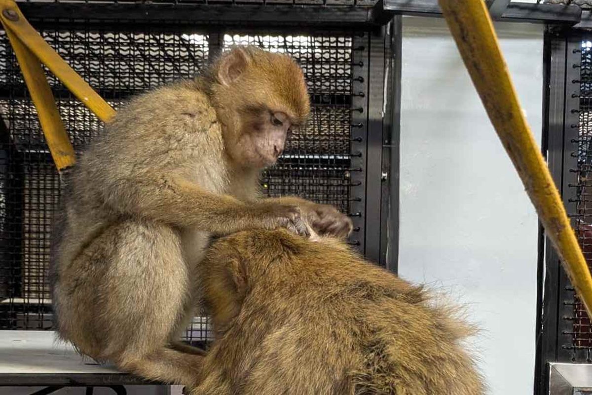 A Barbary macaque grooms another one.